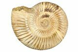 Polished Jurassic Ammonite (Perisphinctes) - Madagascar #256005-1